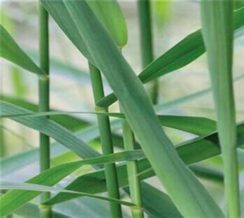 芦根长期供应