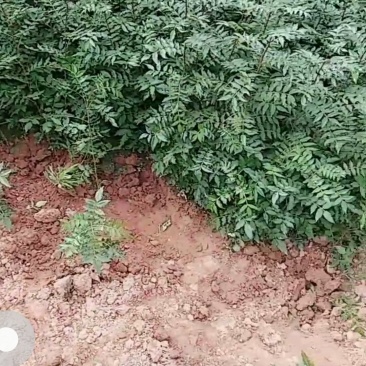 正棕大红袍苗