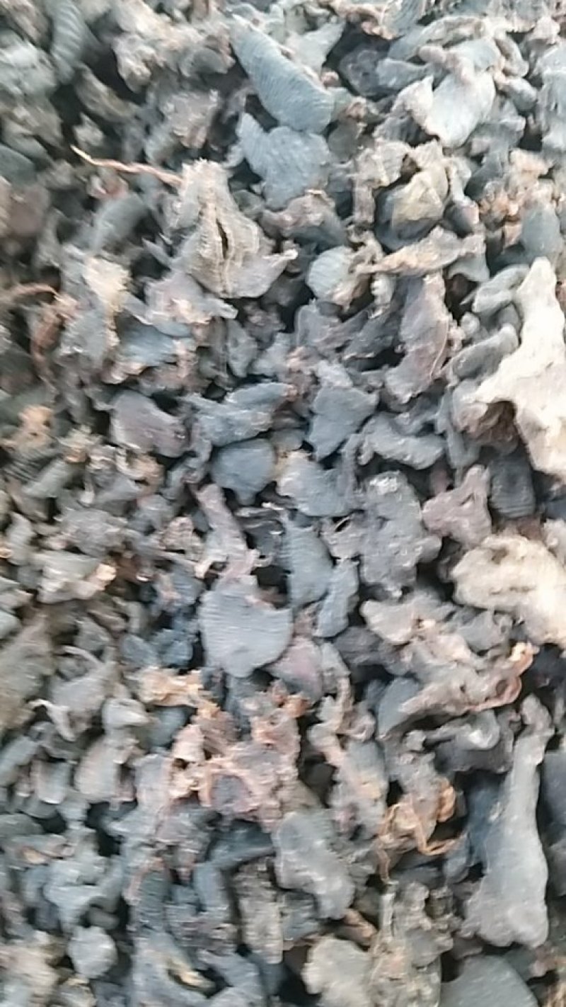 水蛭，碎水蛭，中药材水蛭