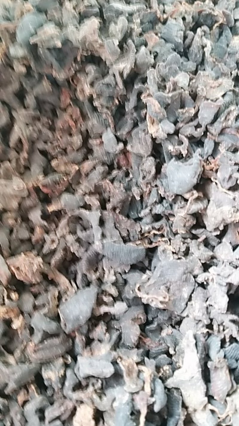 水蛭，碎水蛭，中药材水蛭