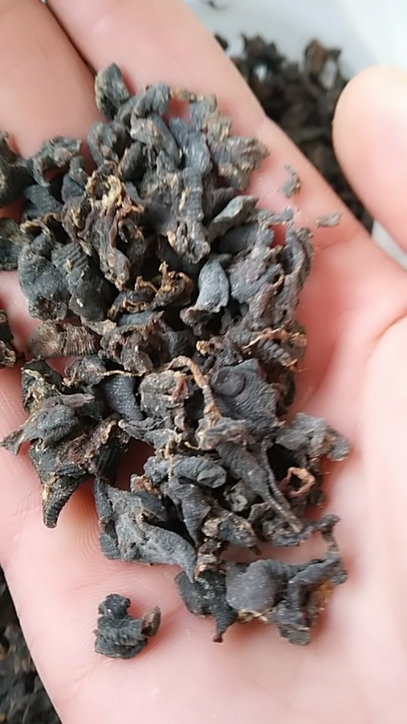 水蛭，碎水蛭，中药材水蛭