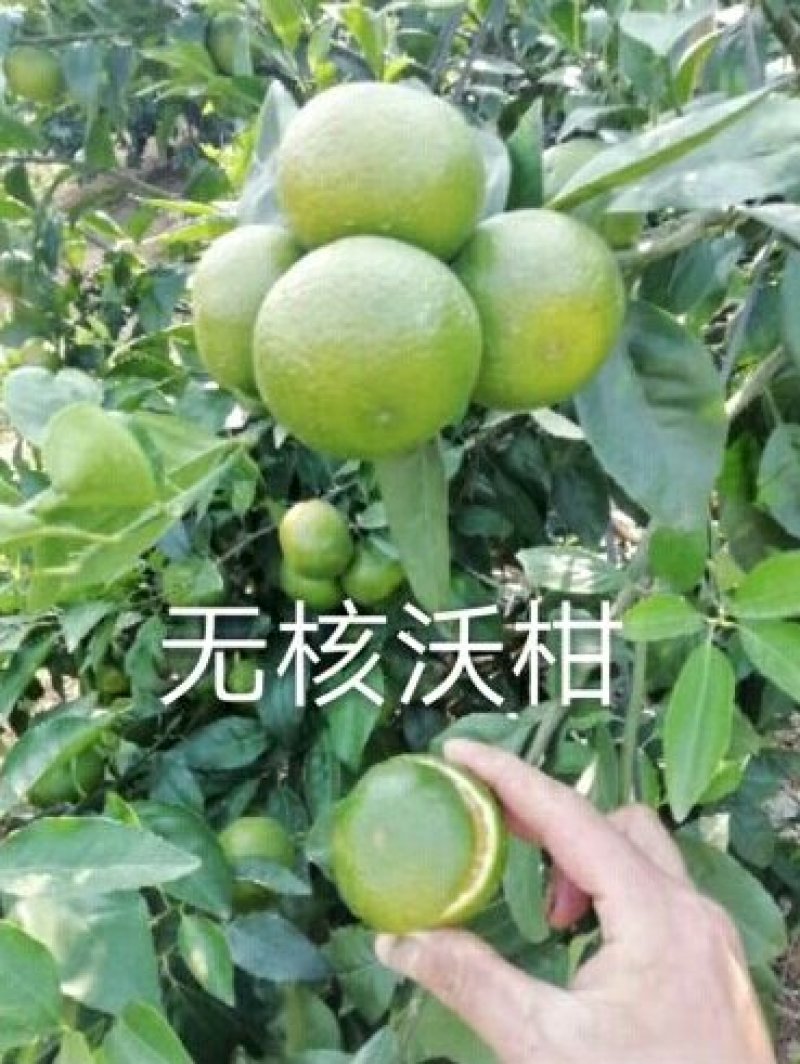 无核沃柑苗/树人农林基地直发/纯度和品质保证签订合同