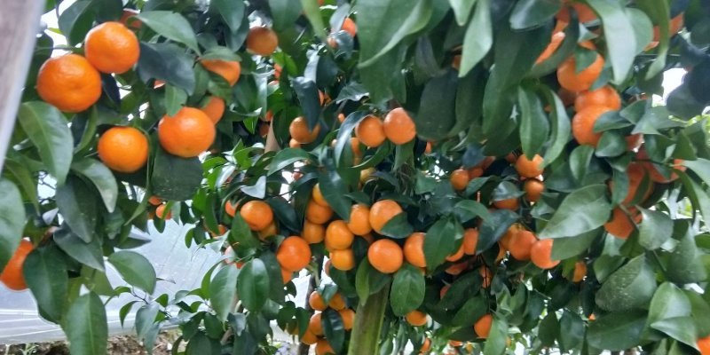 砂糖桔