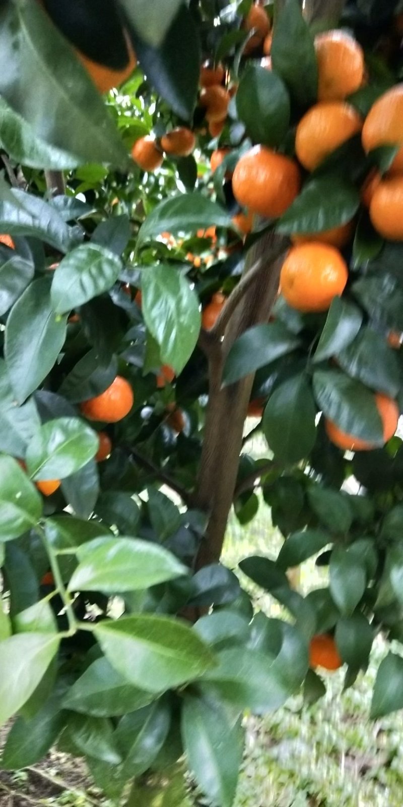 砂糖桔