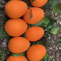 赣南脐橙果园装货，口感甜，品质保证，果型大，皮毛干净