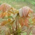 红油香椿芽菜