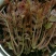 红油香椿芽菜