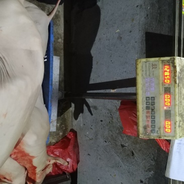 羊肉，羊杂批发