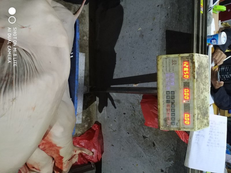 羊肉，羊杂批发