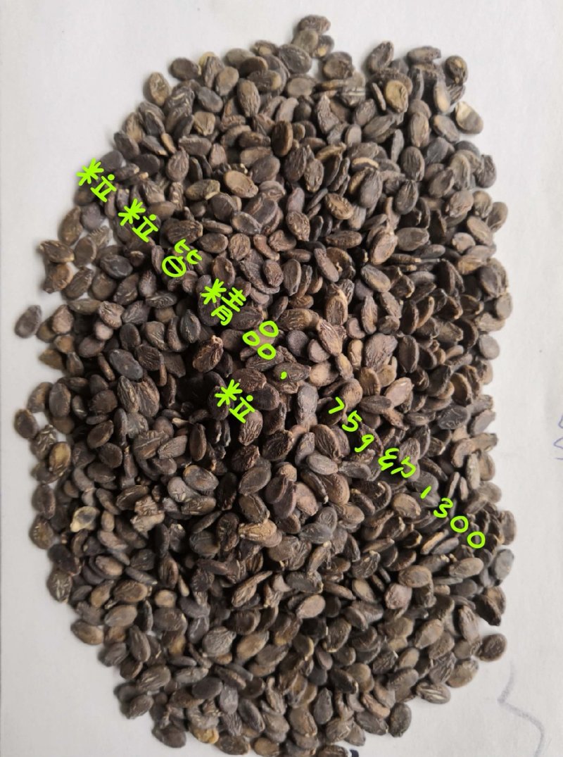 美国飓风西瓜种子抗病抗重茬丰产耐运输