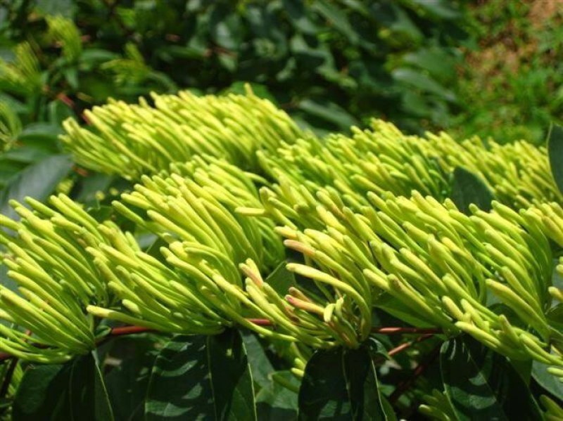 湘蕾金银花种苗火热销售中
