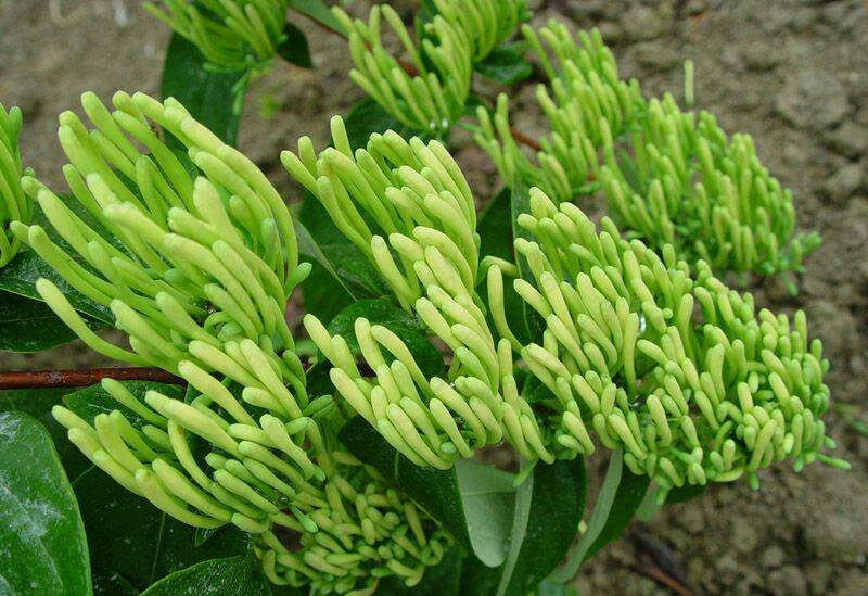 湘蕾金银花种苗火热销售中