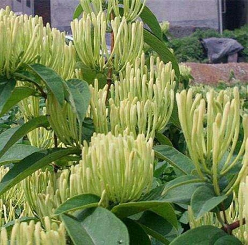 湘蕾金银花种苗火爆销售中