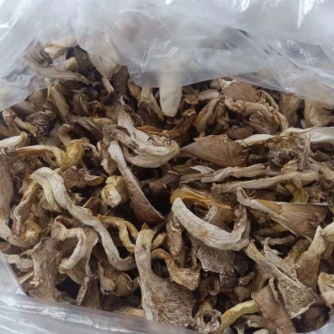 平菇干货