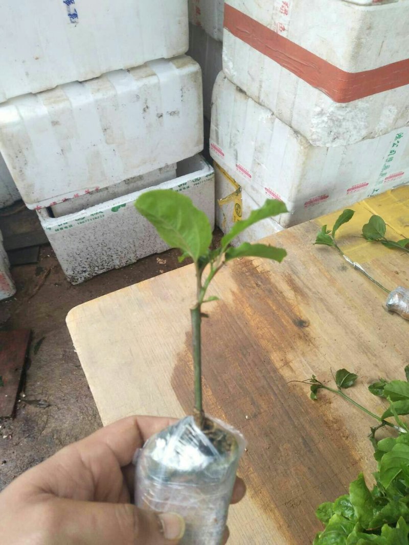 黄金百香果苗