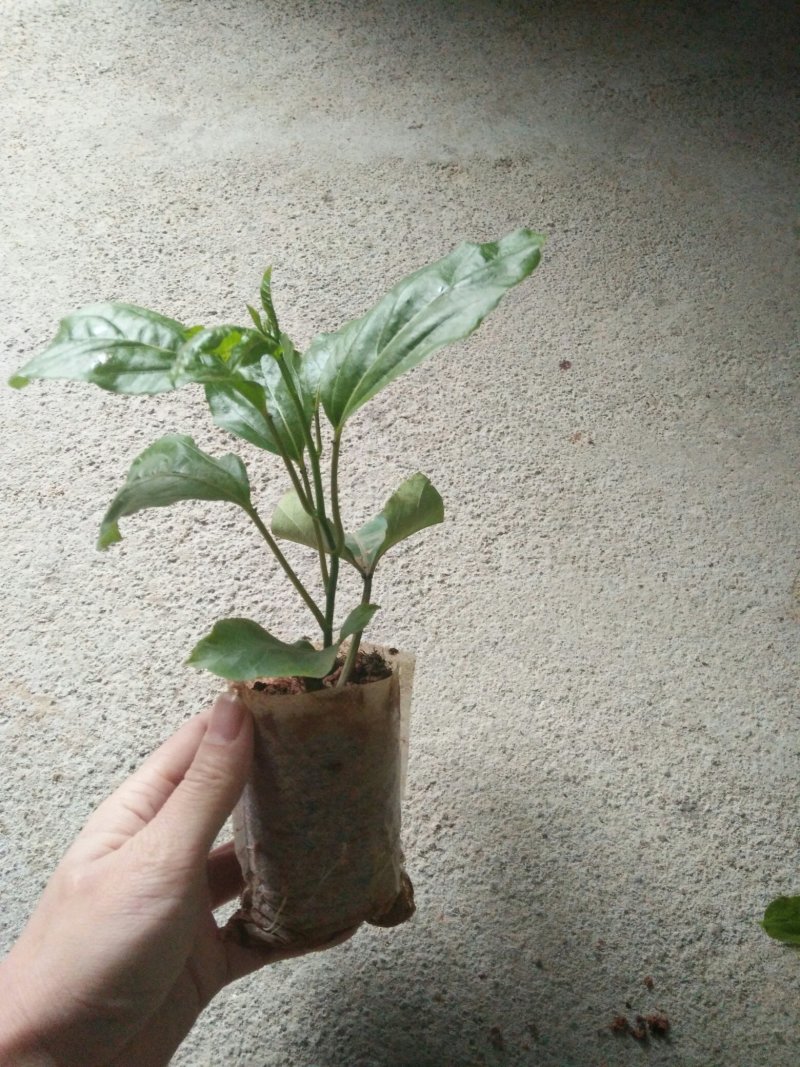 黄金百香果苗