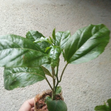 黄金百香果苗