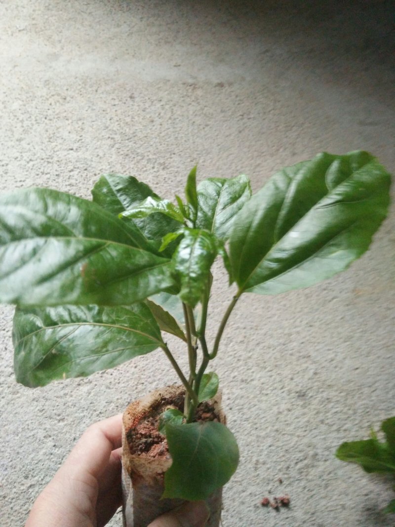 黄金百香果苗