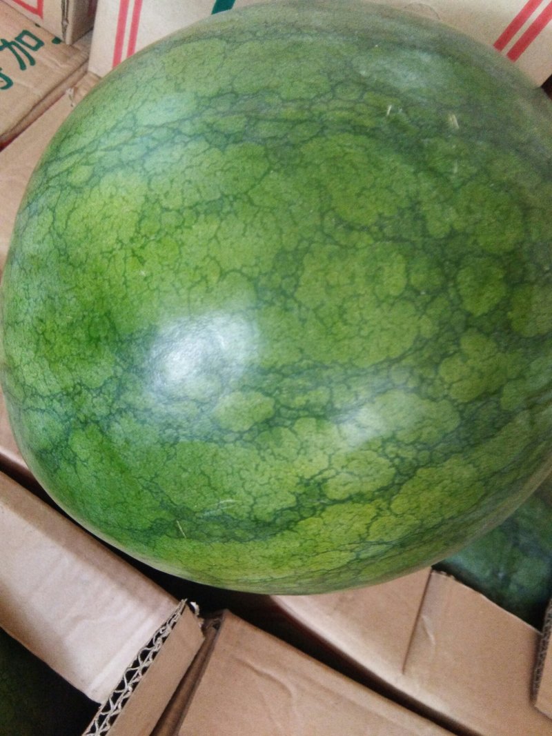 宁夏银川精品无籽西瓜电商货市场货大量供应