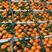 长虹脐橙果园装货，一手货源无中间商，保质保量，杜绝套路。