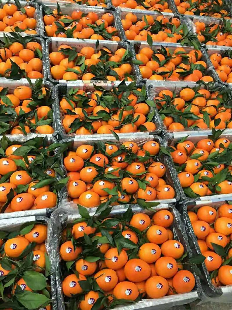 秭归脐橙果园装货，品种齐全，品质优良。口感纯甜，货源充足