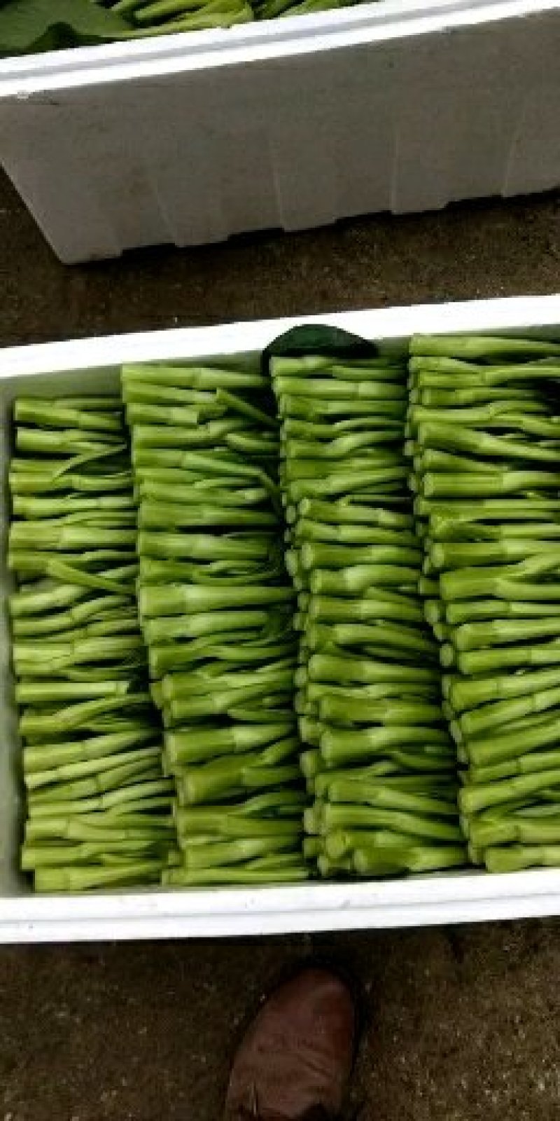 菜苔叶菜精品广东菜心