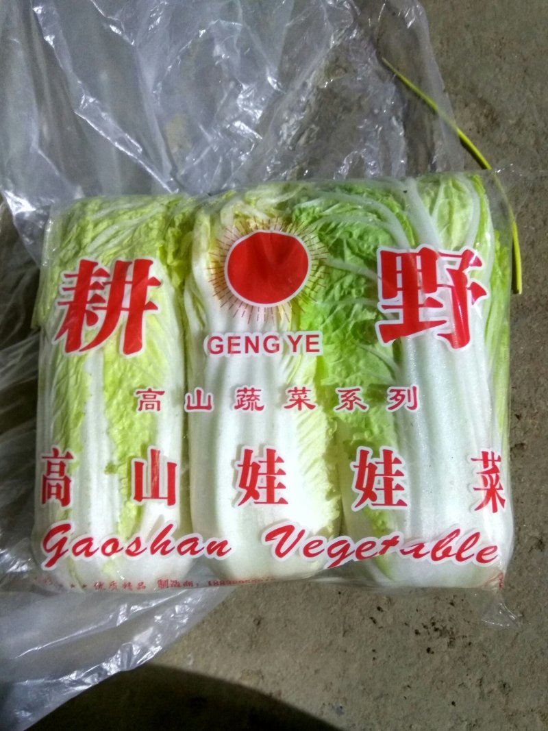 基地娃娃菜大量上市毛菜50颗一袋7两以上质量好可视频看货