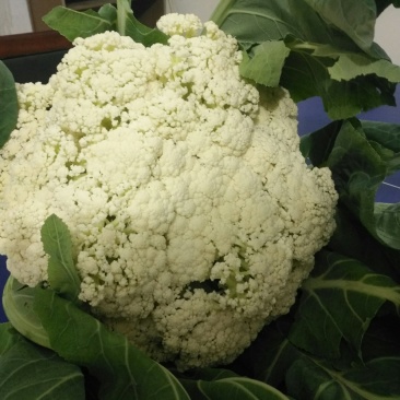 有机花菜无公害绿色食品
