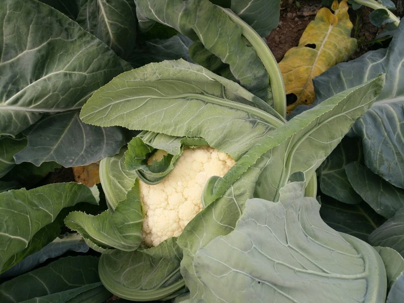 有机花菜无公害绿色食品