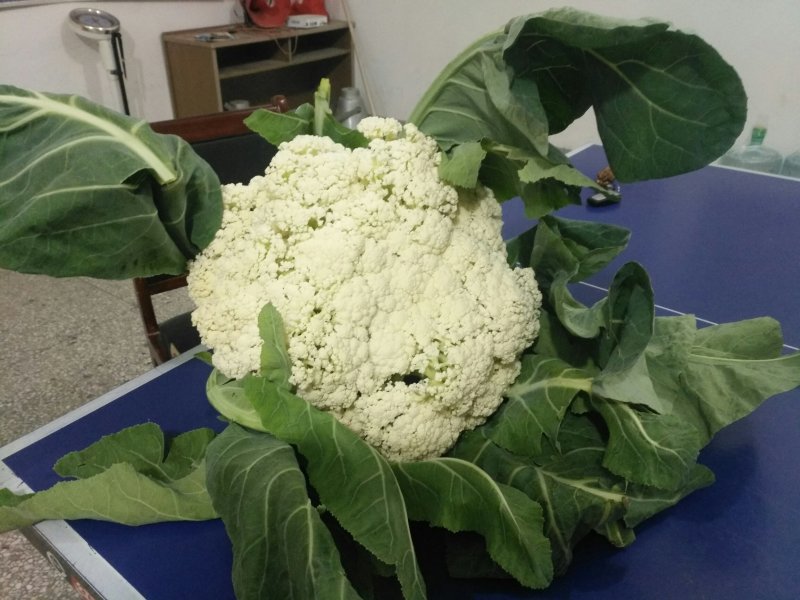 有机花菜无公害绿色食品