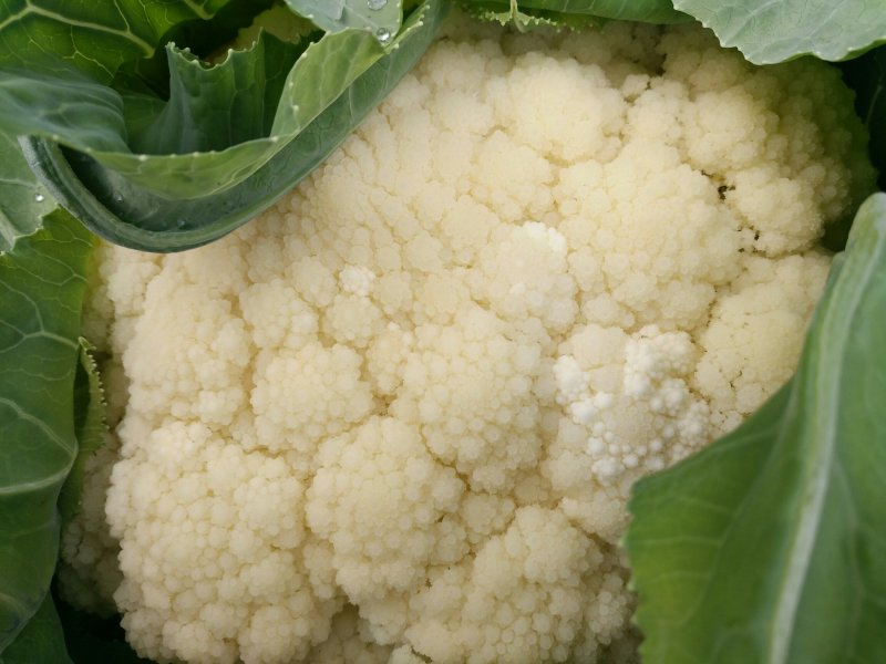 有机花菜无公害绿色食品