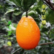 奉节脐橙～纯甜纽荷尔65-100，甜带香味的
