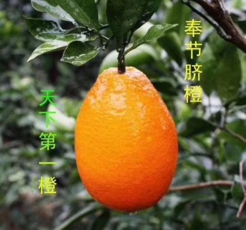 奉节脐橙～纯甜纽荷尔65-100，甜带香味的