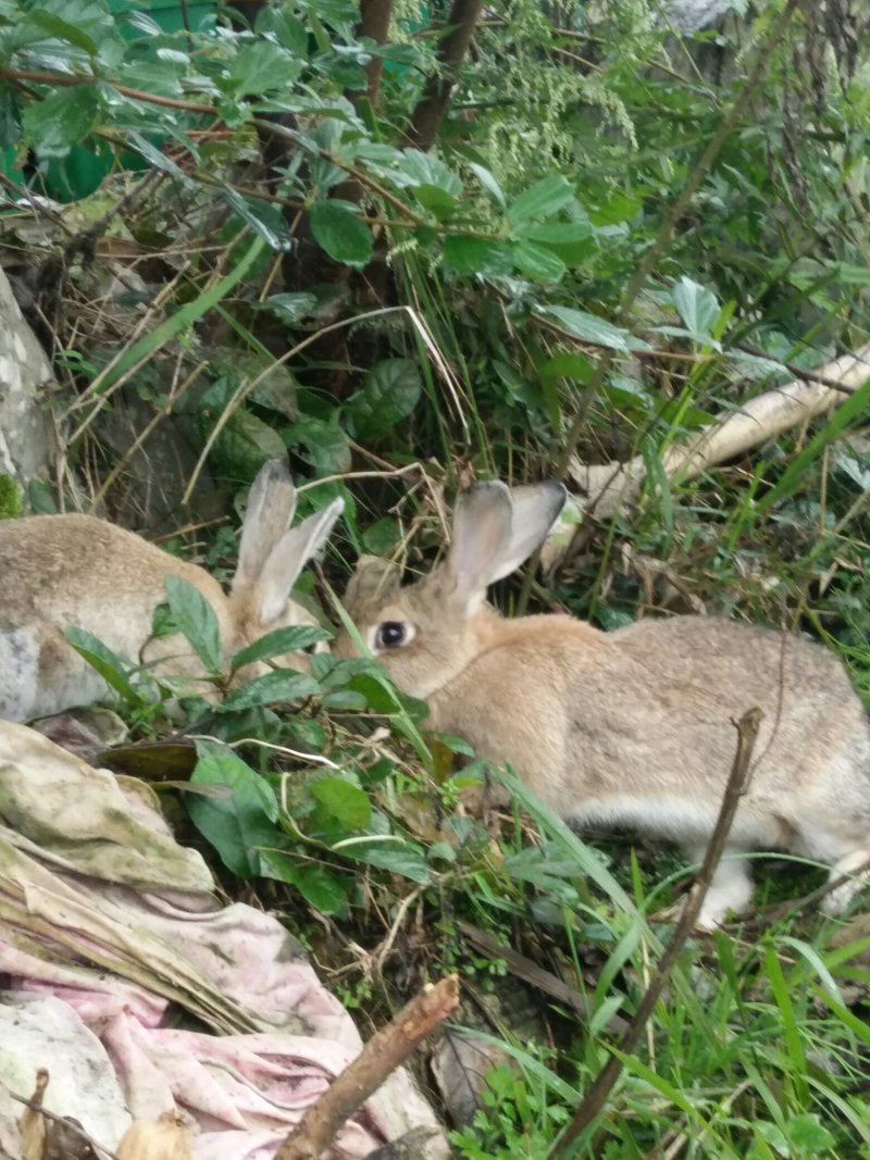 比利时野兔