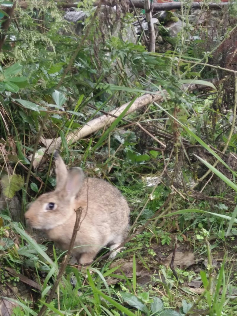比利时野兔