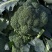 西兰花春秋大量供应欢迎光临