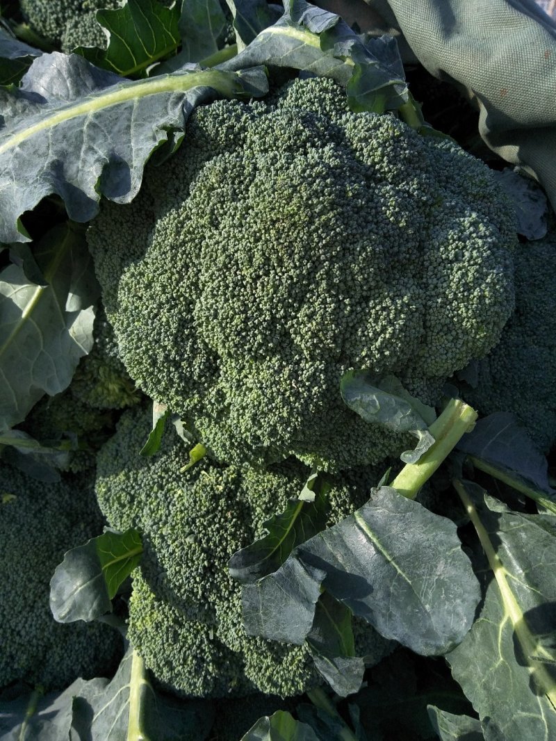 西兰花春秋大量供应欢迎光临