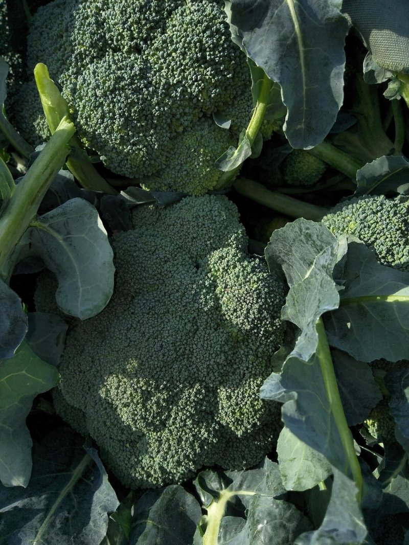 西兰花春秋大量供应欢迎光临
