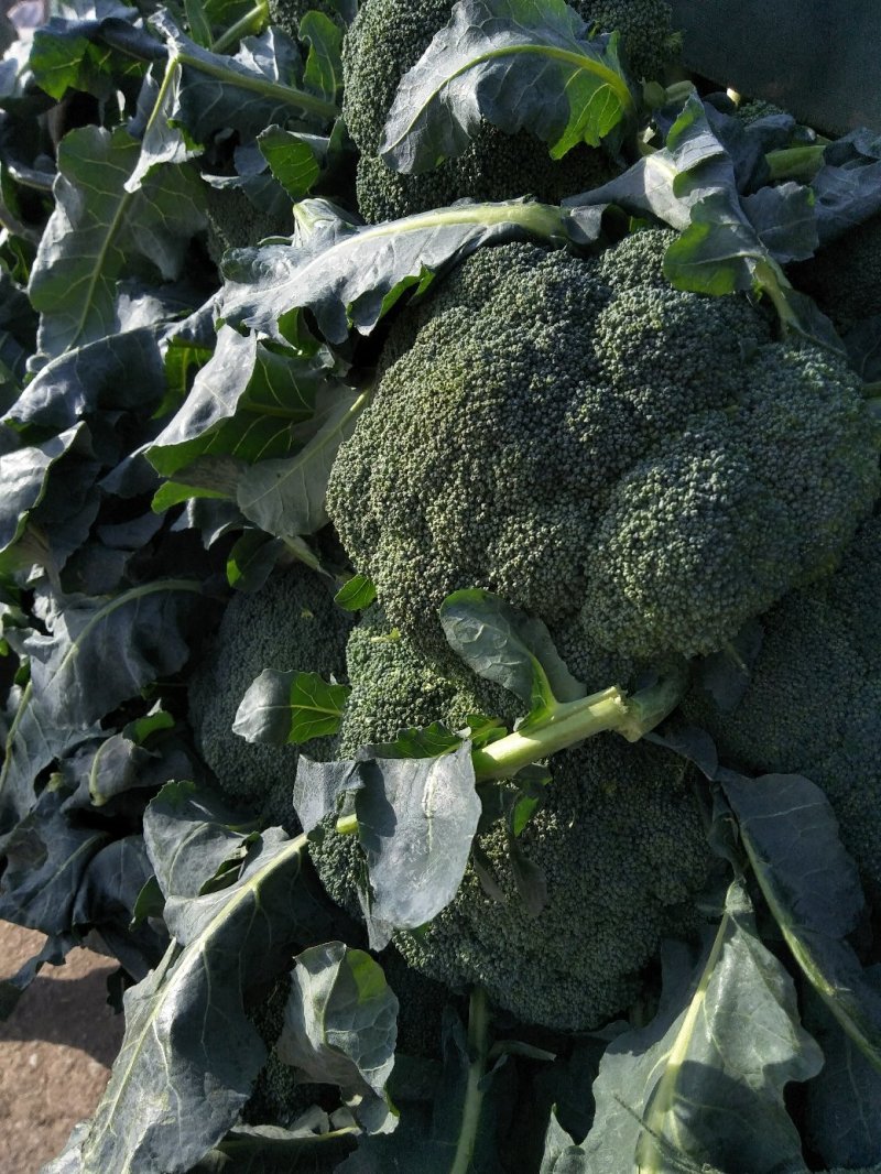 西兰花春秋大量供应欢迎光临
