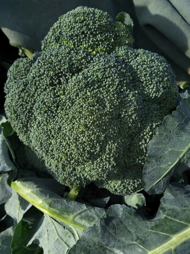 西兰花春秋大量供应欢迎光临