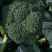 西兰花春秋大量供应欢迎光临