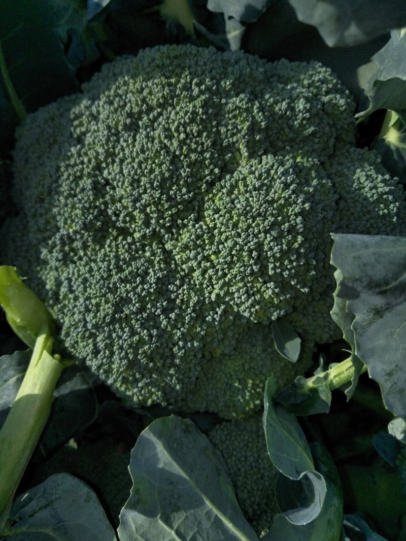 西兰花春秋大量供应欢迎光临