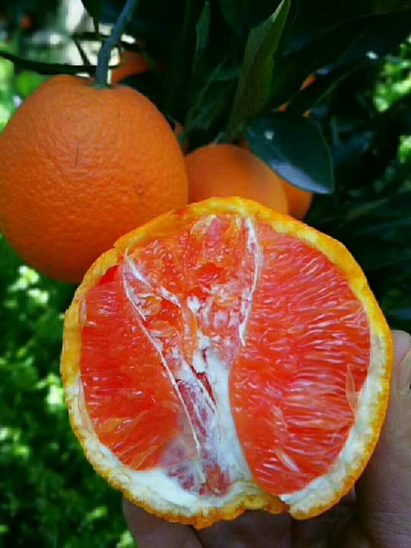 橙子，红心脐橙给钱就卖果园现采口感甜蜜