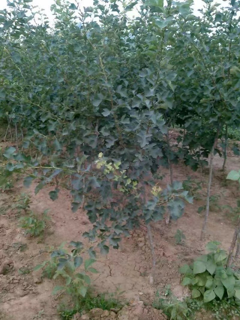 山楂树苗大五棱山楂大金星等品种齐全新鲜发货保证成活