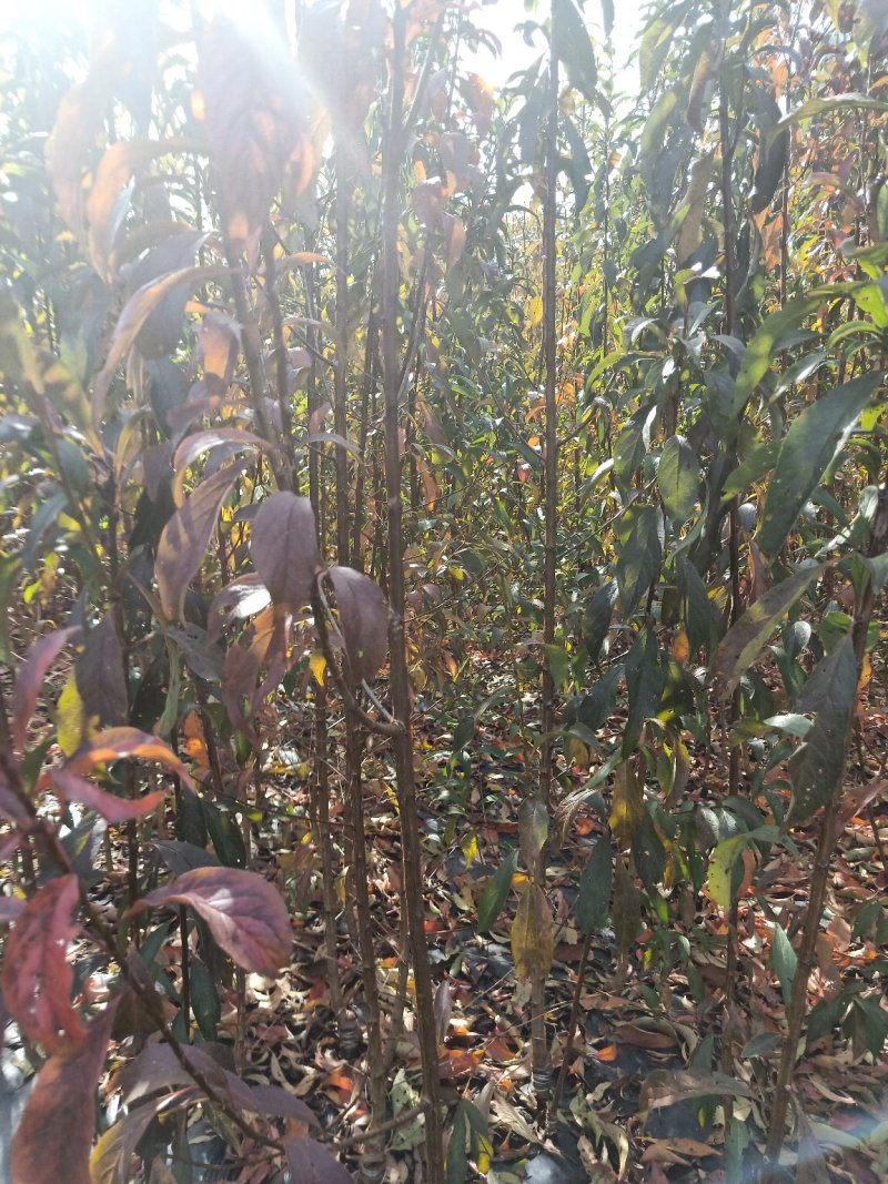 蜂糖李苗产地直供免费技术指导支持线上保障交易