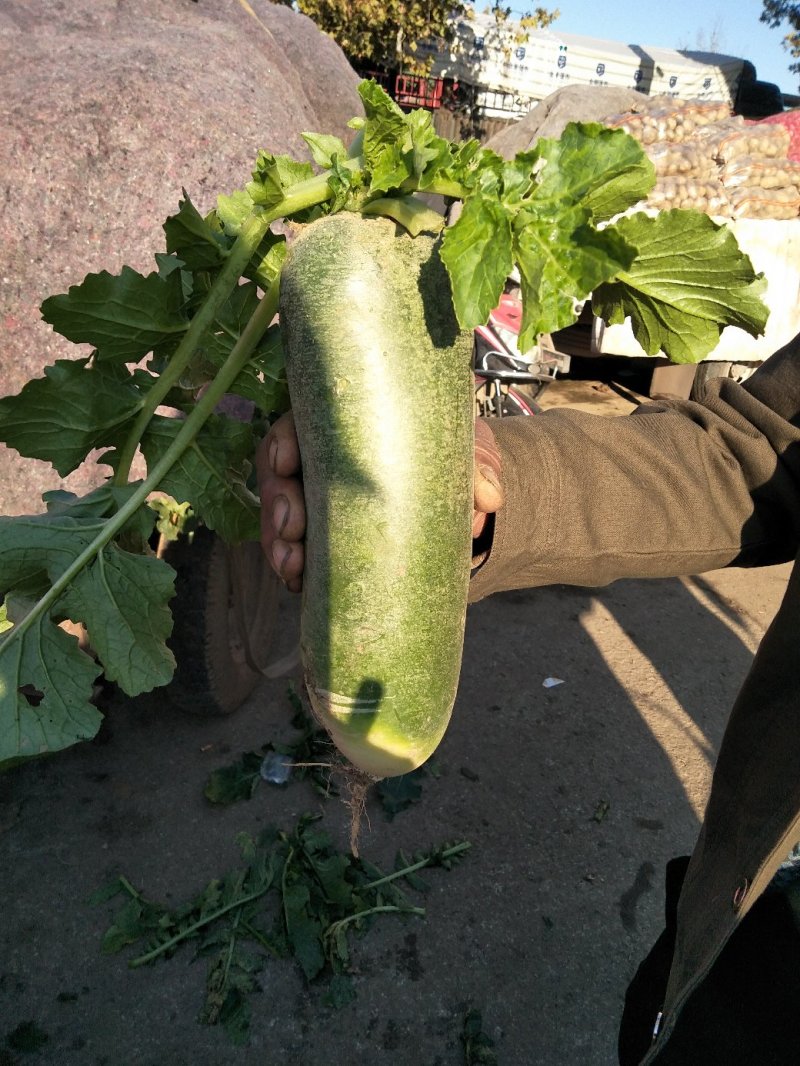 青萝卜大量供应有多种蔬菜
