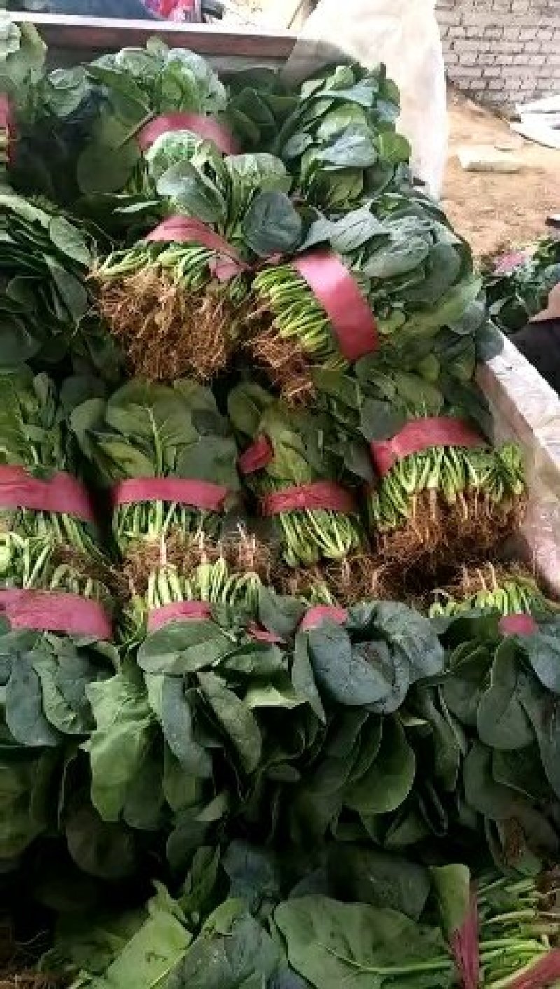 精品【大叶菠菜】万亩精品大棚菠菜直发欢迎采购
