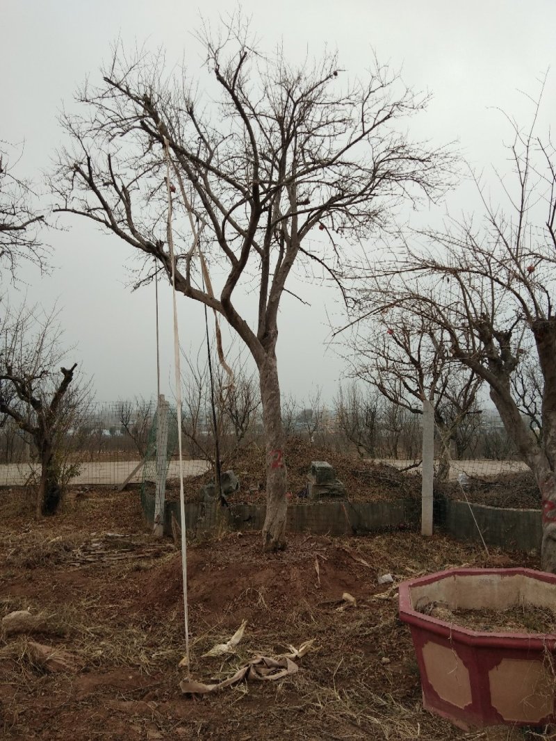 石榴树15-30公分，树型美，，常年出售需要的联系。