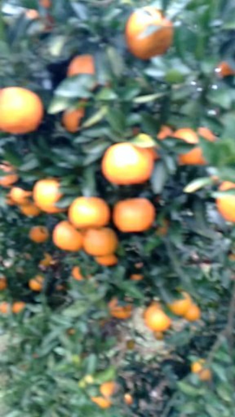 柑橘柑桔椪柑口感脆甜果面干净货量充足欢迎采购