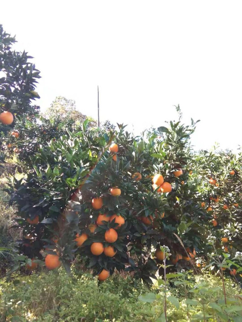 脐橙，